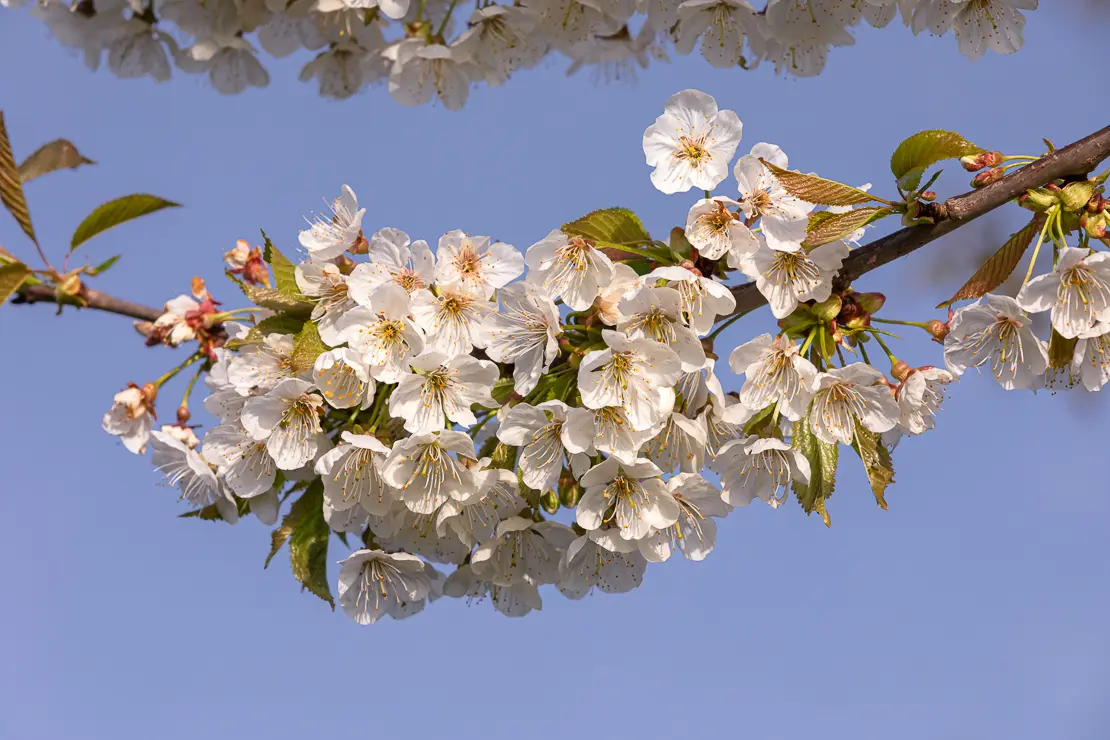 Süsskirsche (Prunus avium)